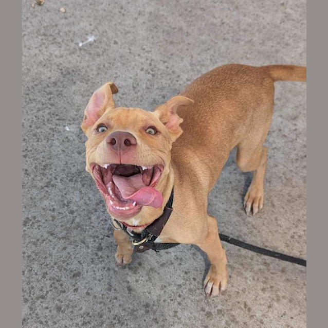 Photo of Lucky
