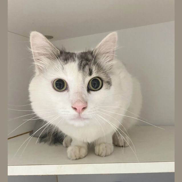 Photo of Ares