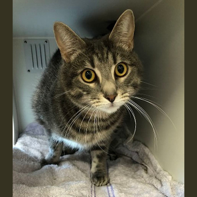 Photo of Nala & Apollo