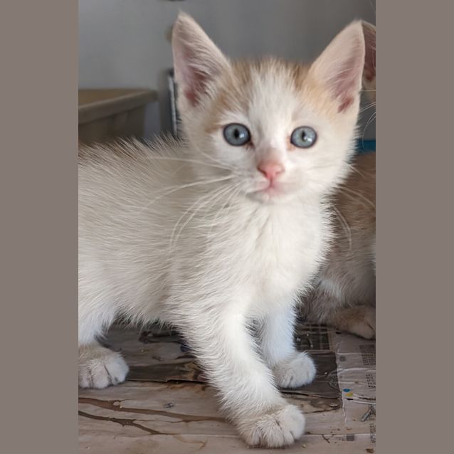 Photo of King Scratchy 