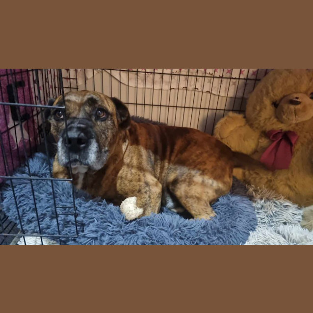 Photo of Oscar 