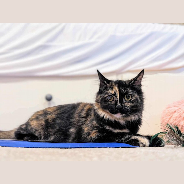 Photo of Aurora And Aladdin 