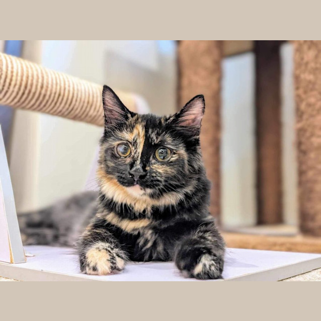 Photo of Aurora And Aladdin 