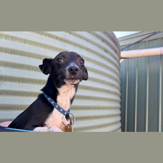 Photo of Poncho