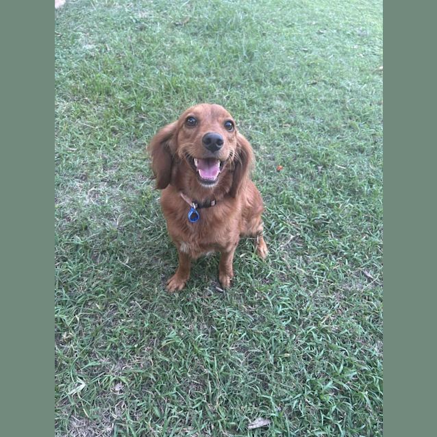 Photo of Willow