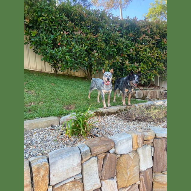 Photo of Bluey   8 Month Old Cattle Dog (Hold)