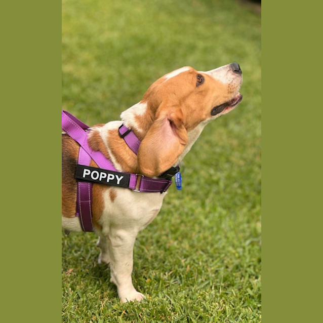 Photo of Poppy & Piper   3 Year Old Beagles (Trial)