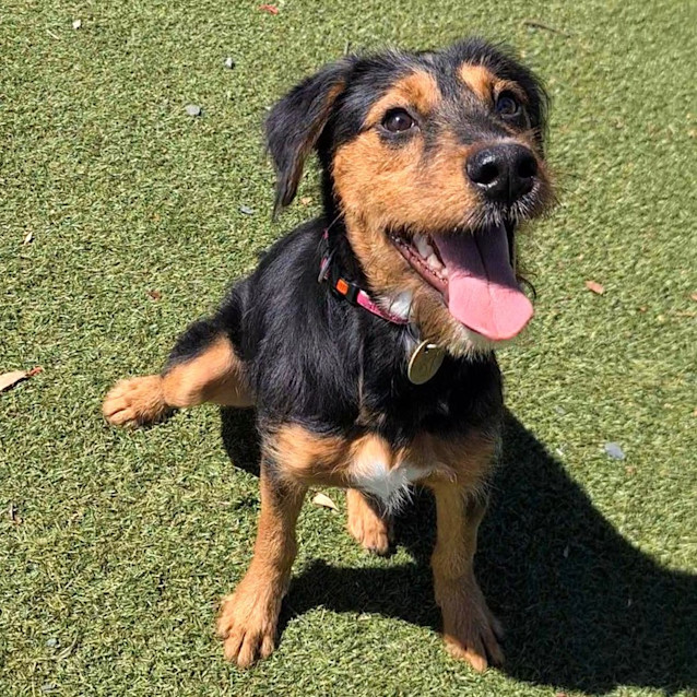 Photo of Chip