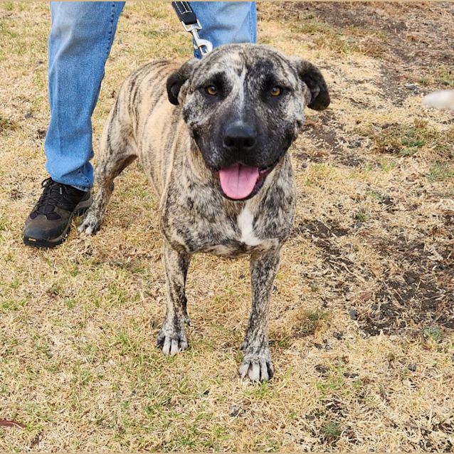 Photo of Lilo (57167)