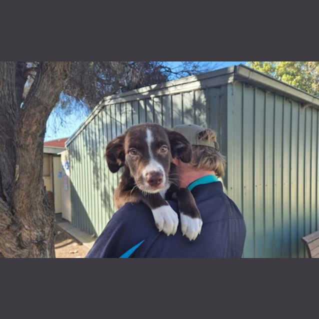 Photo of Rocky