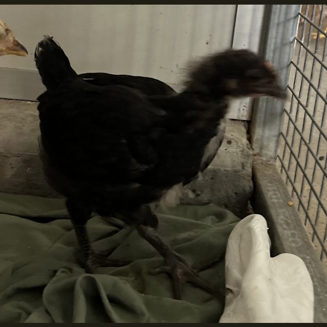 Photo of Velma