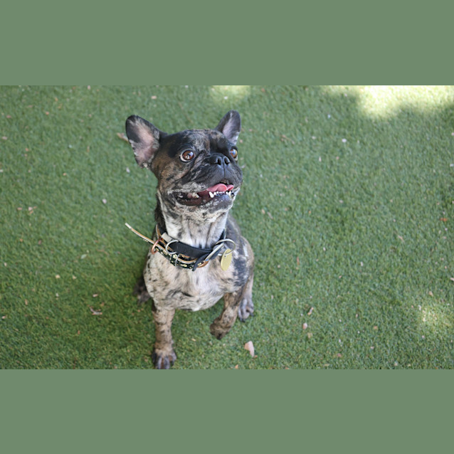 Photo of Tinkerbelle