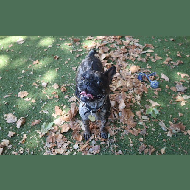 Photo of Tinkerbelle