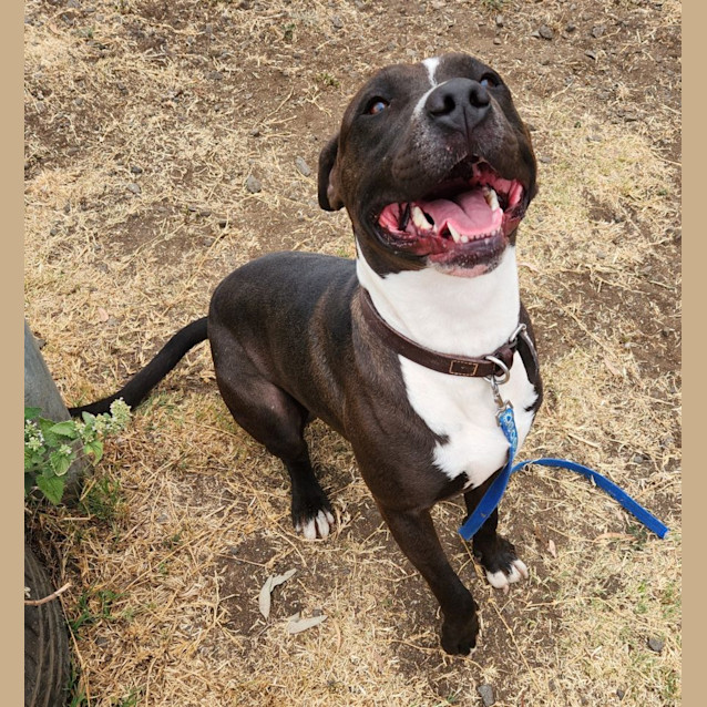 Photo of Marlon (62659)