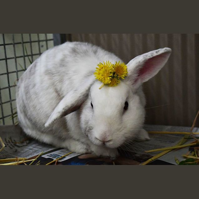 Photo of Bun Edict Cumberbach