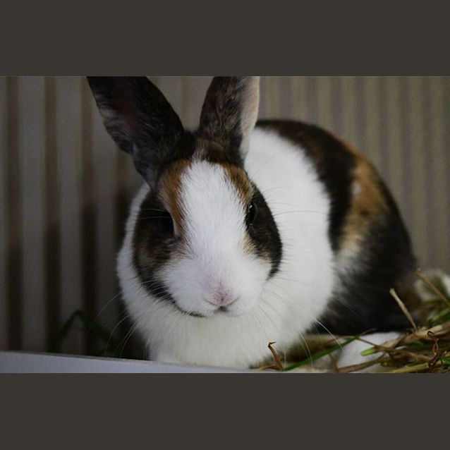 Photo of Audrey Hop Burn