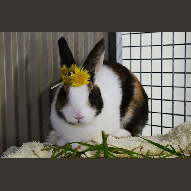 Photo of Audrey Hop Burn