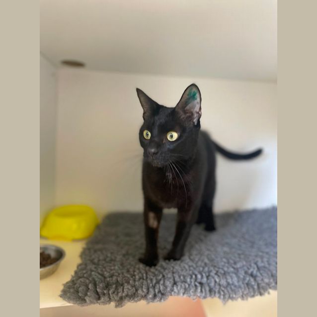 Photo of 🪁 Verity F02823 🪁