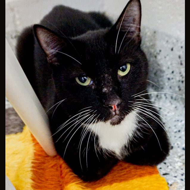 Photo of Felix (Previously Nuvola)