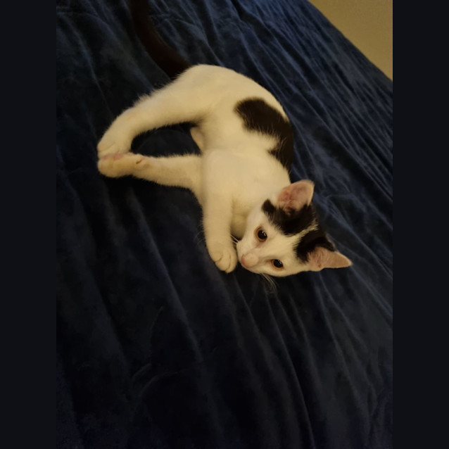 Photo of Mohawk 