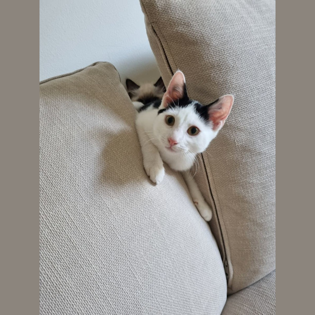 Photo of Mohawk 