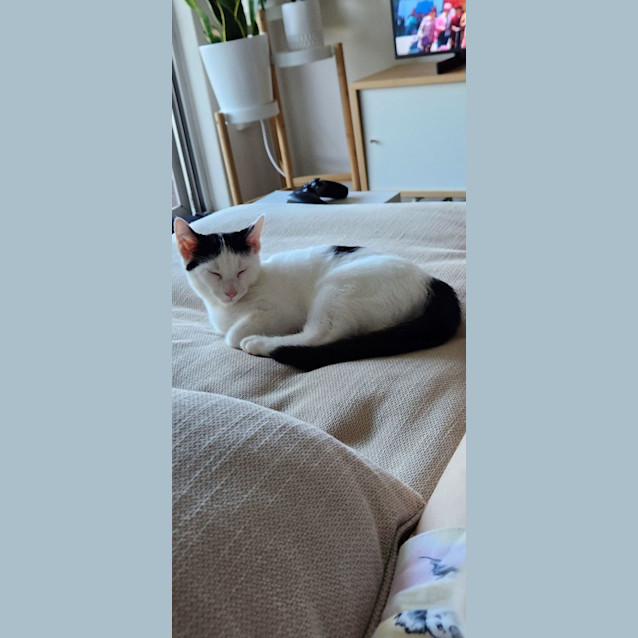 Photo of Mohawk 