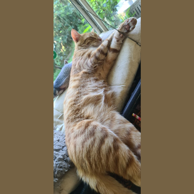 Photo of Pirate Aka Jack