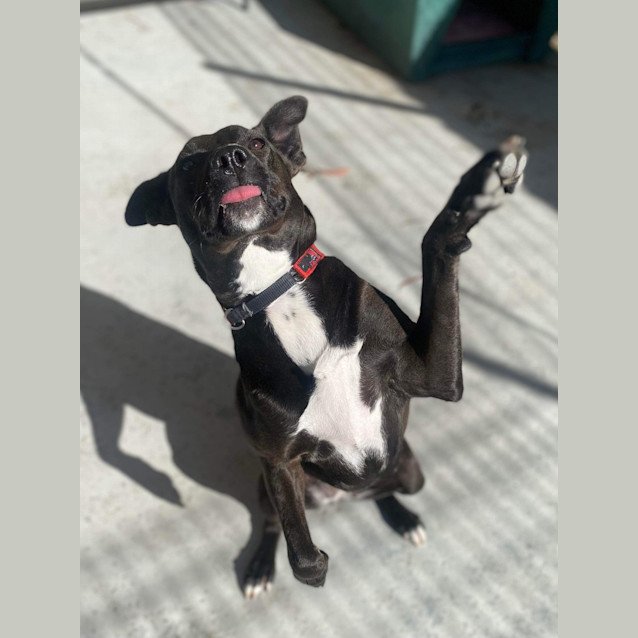 Photo of Roxy