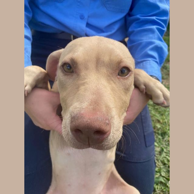 Photo of Maple