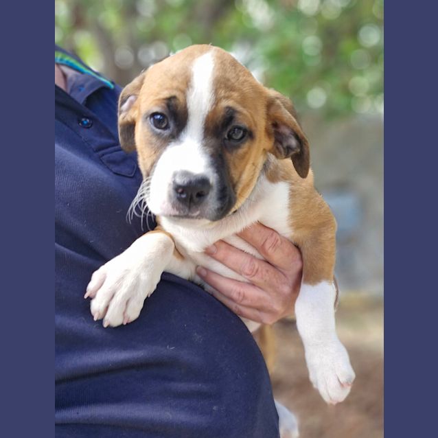 Photo of Brownie