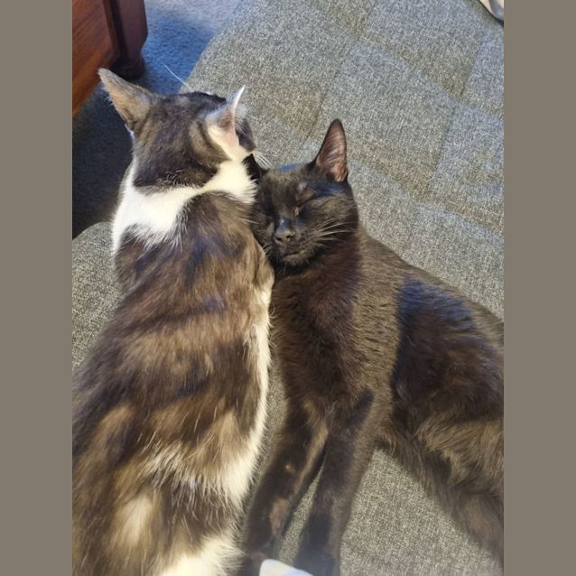 Photo of Apollo   Located In Preston