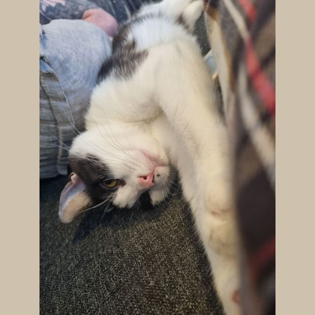 Photo of Apollo   Located In Preston