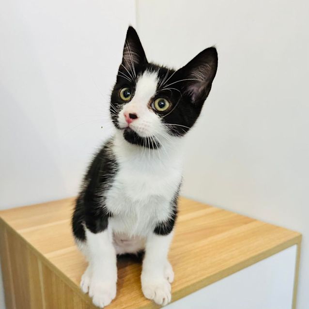 Photo of Shane   Located In Templestowe 