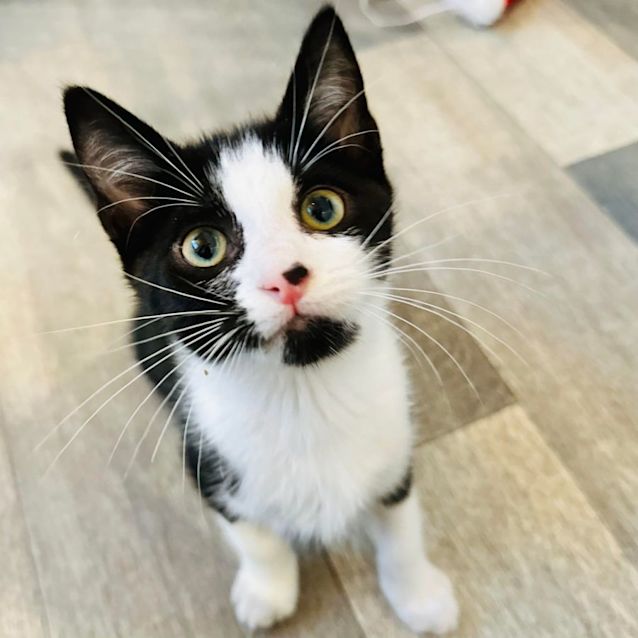 Photo of Shane   Located In Templestowe 