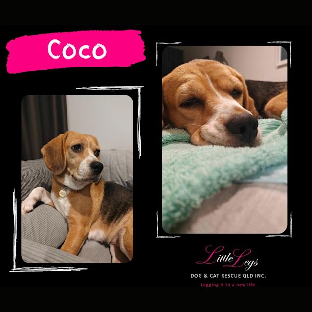Photo of Coco