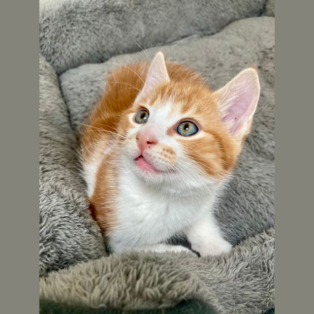 Photo of Frutti   Located In Ivanhoe