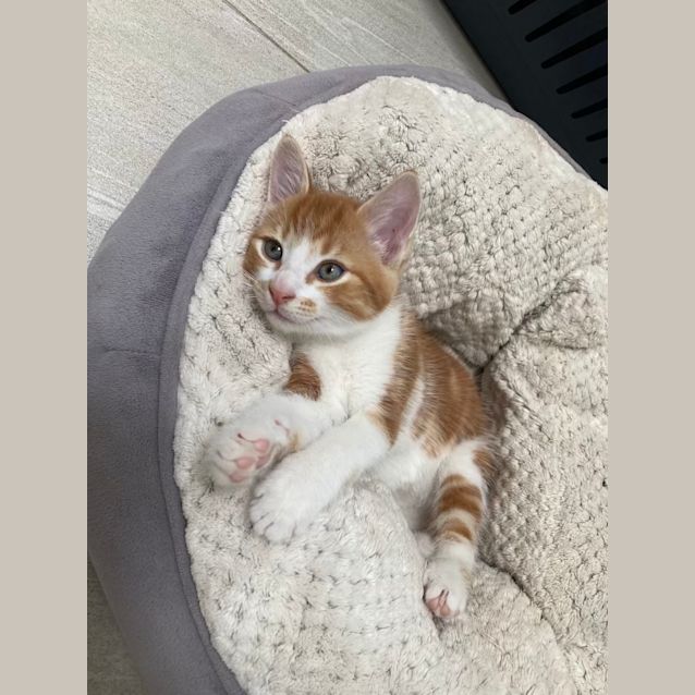 Photo of Frutti   Located In Ivanhoe