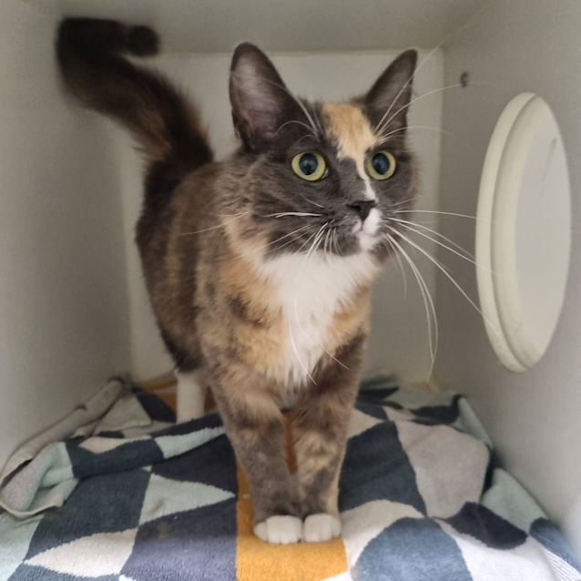 Photo of Stella