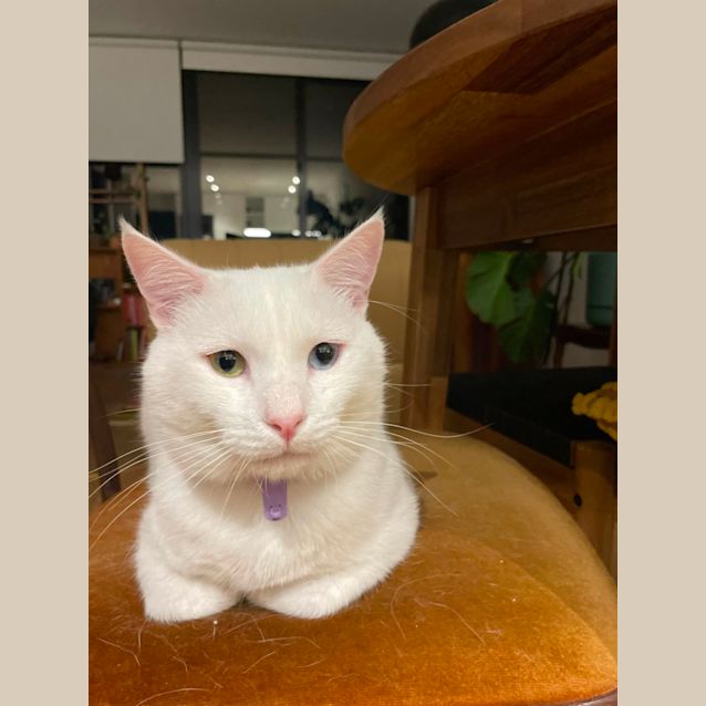 Photo of 💚 Bowie 🩵