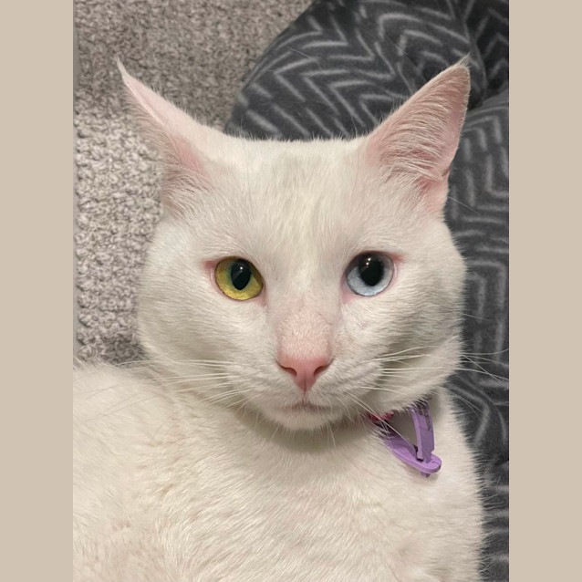 Photo of 💚 Bowie 🩵