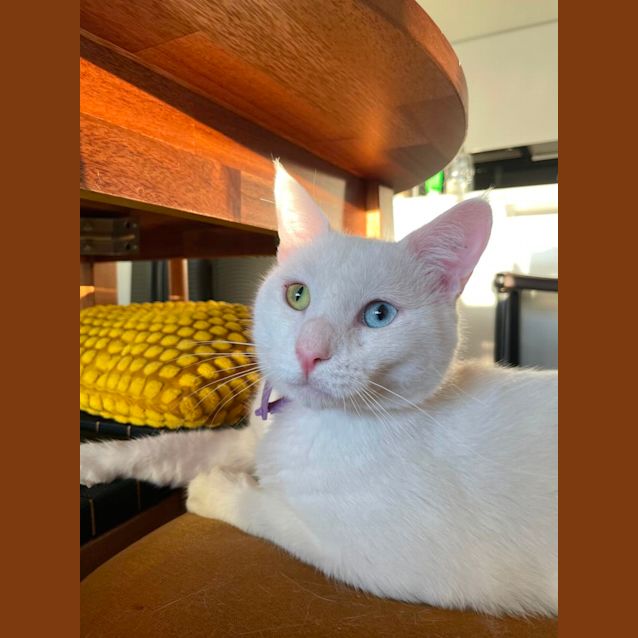 Photo of 💚 Bowie 🩵