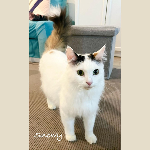Photo of Snowy 