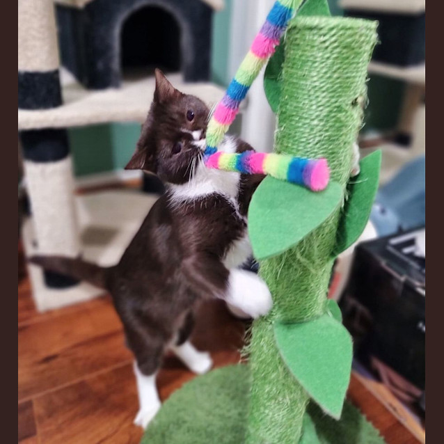 Photo of 🧇Waffle🧇