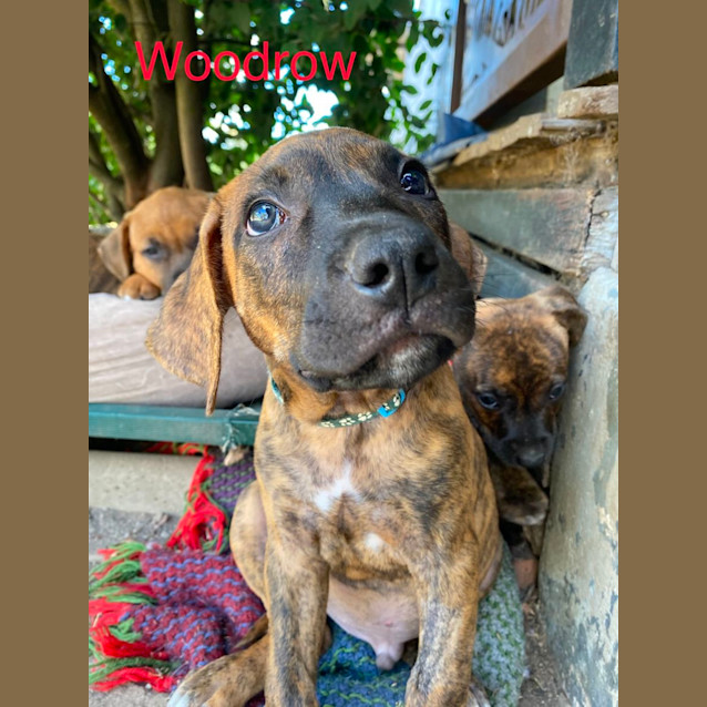 Photo of Woodrow