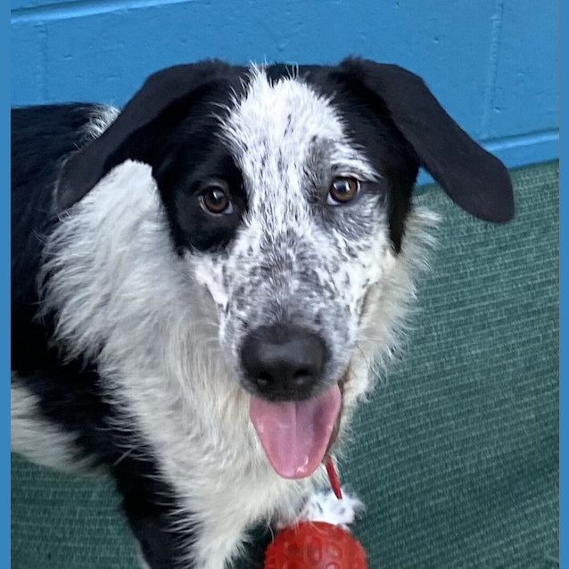 Photo of Harley