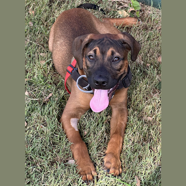 Photo of Whiskey
