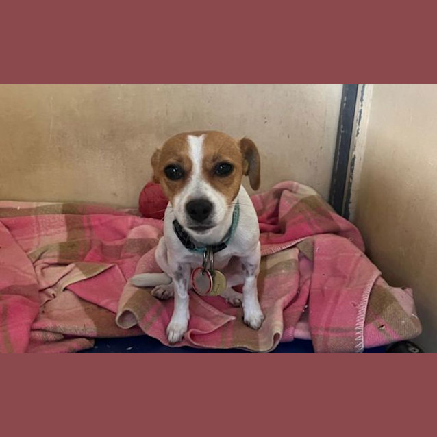 Photo of Pixie 