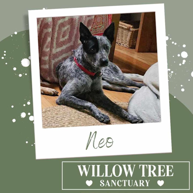 Photo of Neo