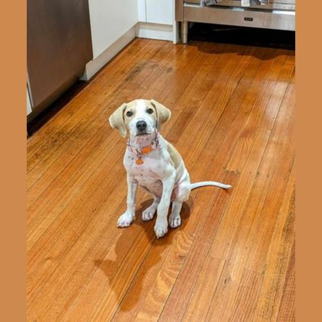 Photo of Poppy