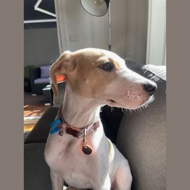 Photo of Poppy